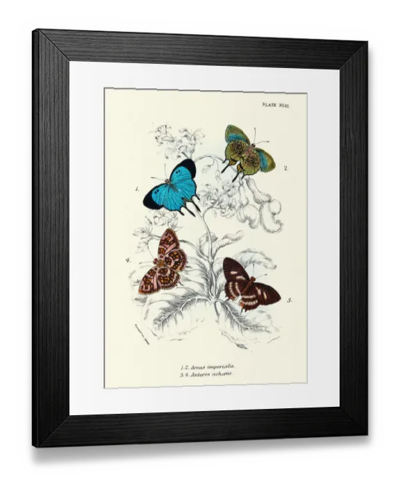 Framed Print : Butterflies, Arcas imperialis, Anteros achaeus, Art print Framed Print : Butterflies, Arcas imperialis, Anteros achaeus, Art print