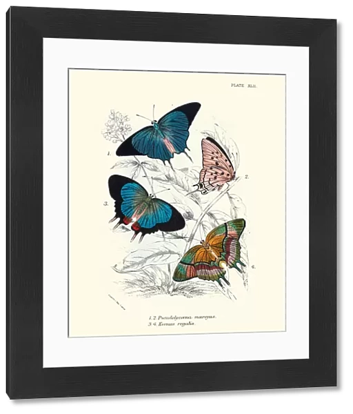 Butterflies, Pseudolycaena marsyas (Cambridge blue), Evenus regalis