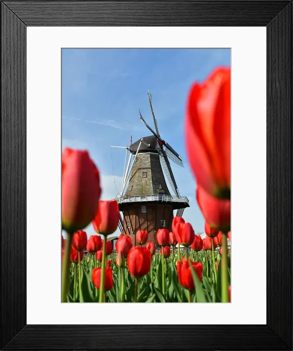 Framed Print : Windmill Island Gardens Framed Print : Windmill Island Gardens