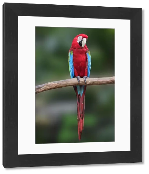 Macaw on the branch