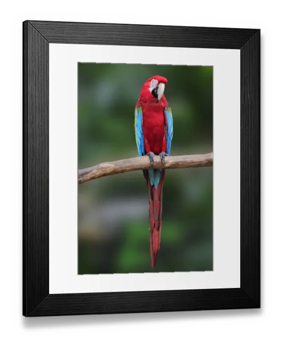 Framed Print : Macaw on the branch Framed Print : Macaw on the branch