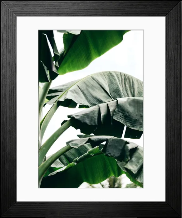 Framed Print : Close-up of Banana leaf