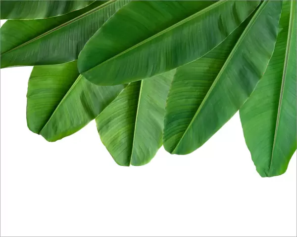 collection of banana leaf isolated on white background