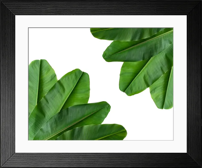 Framed Print : collection of banana leaf isolated on white background Framed Print : collection of banana leaf isolated on white background