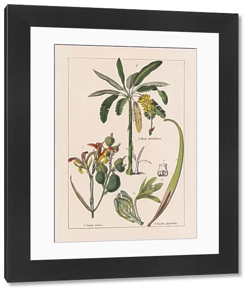 Monocotyledons, musaceae, chromolithograph, published in 1895