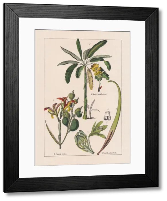 Framed Print : Monocotyledons, musaceae, chromolithograph, published in 1895 Framed Print : Monocotyledons, musaceae, chromolithograph, published in 1895
