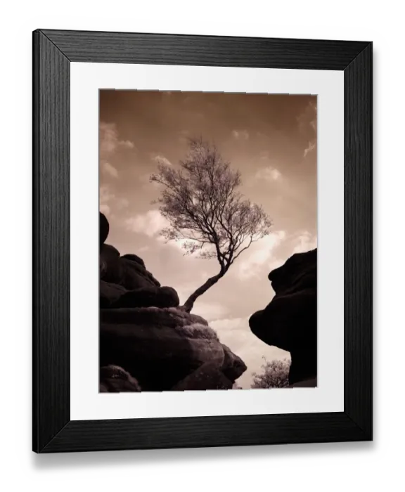 Framed Print : Tree at Brimham Rocks Framed Print : Tree at Brimham Rocks