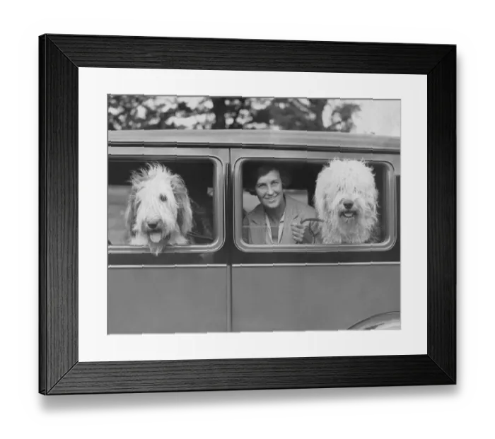 Framed Print : Sheepdogs In Car Framed Print : Sheepdogs In Car