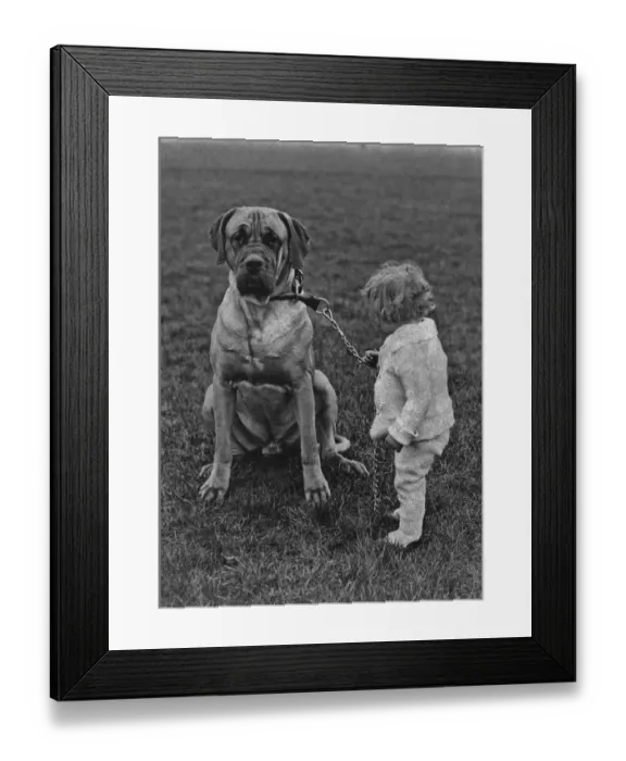 Framed Print : Toddler And Mastiff Framed Print : Toddler And Mastiff