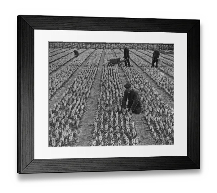 Framed Print : Hyacinth Field