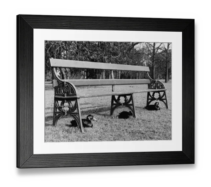 Framed Print : Sitting Duck Framed Print : Sitting Duck