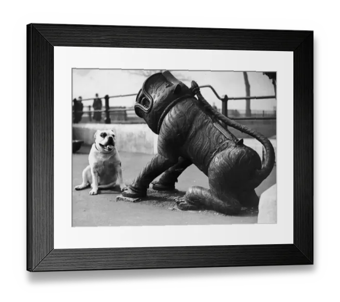 Framed Print : Cannon Bites Dog Framed Print : Cannon Bites Dog