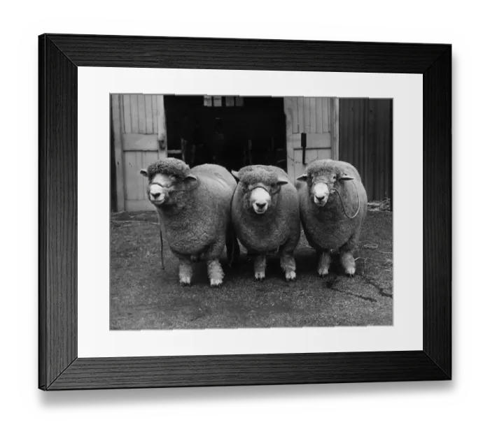 Framed Print : Three Woolly Sheep Framed Print : Three Woolly Sheep