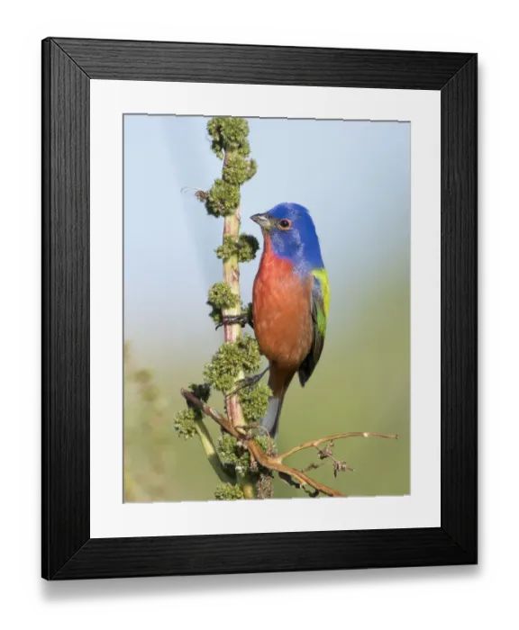 Framed Print : Male Painted Bunting Framed Print : Male Painted Bunting