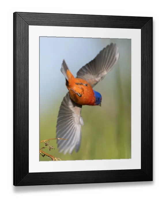Framed Print : Male Painted Bunting Framed Print : Male Painted Bunting