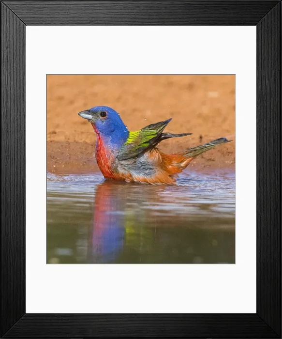 Framed Print : Painted Bunting Framed Print : Painted Bunting
