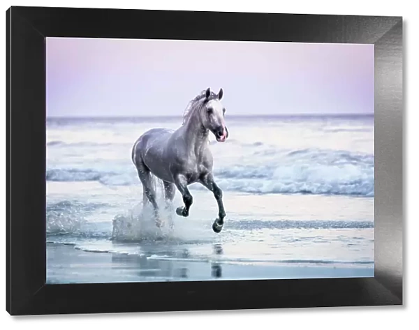Horse Running on Beach