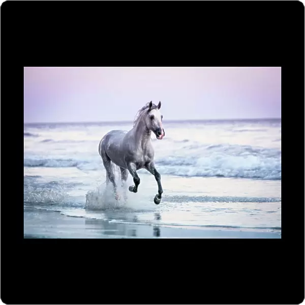 Horse Running on Beach
