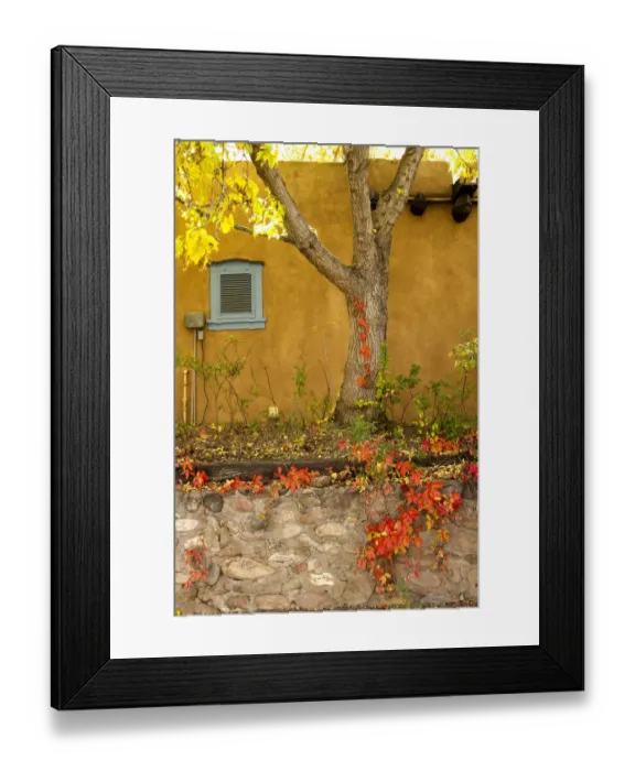 Framed Print : Autumn Foliage growing on E. De Vargas Street Framed Print : Autumn Foliage growing on E. De Vargas Street