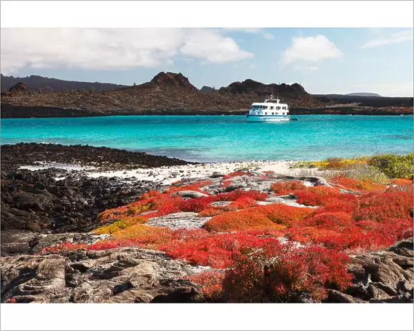 Landscape of Isla Santa Fe with red vegetation, turquoise ocean