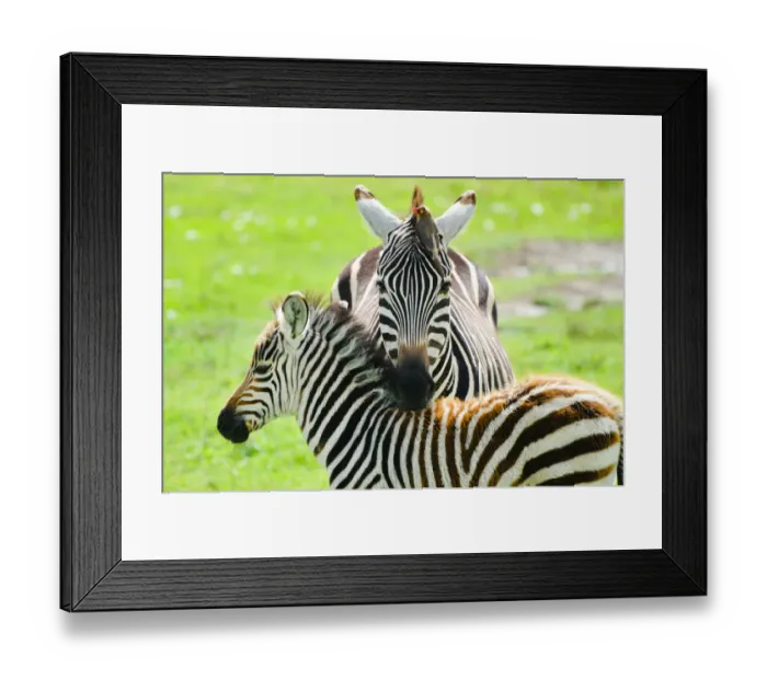 Framed Print : Adult zebra with a bird on the head and the calf Framed Print : Adult zebra with a bird on the head and the calf