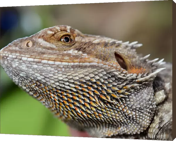 Bearded dragon face. Reptile closeup portrait