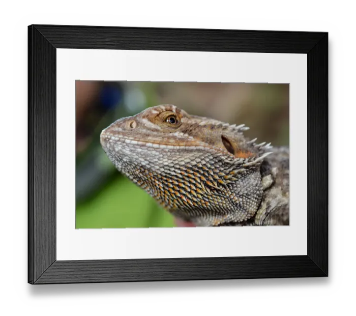 Framed Print : Bearded dragon face. Reptile closeup portrait Framed Print : Bearded dragon face. Reptile closeup portrait