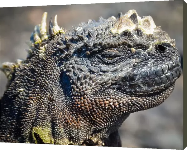Adult marine iguana face closeup in The Tintoreras