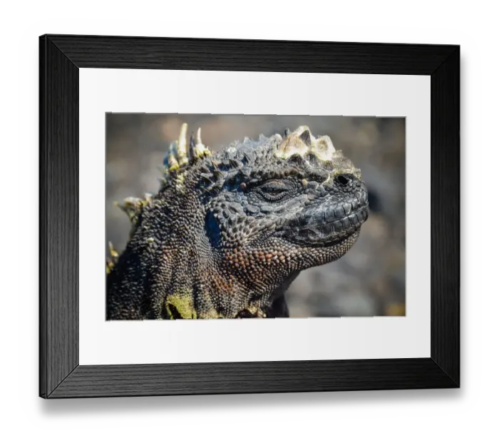 Framed Print : Adult marine iguana face closeup in The Tintoreras
