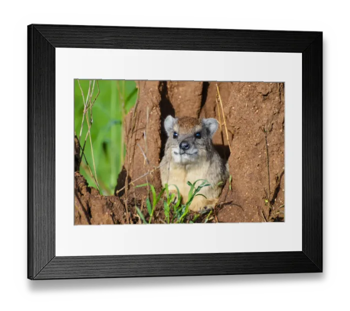 Framed Print : Rock hyrax in his lair - Serengeti - Tanzania