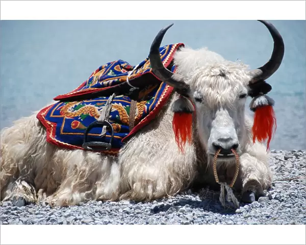 White Yak sitting at Yamdrok lake in Tibet