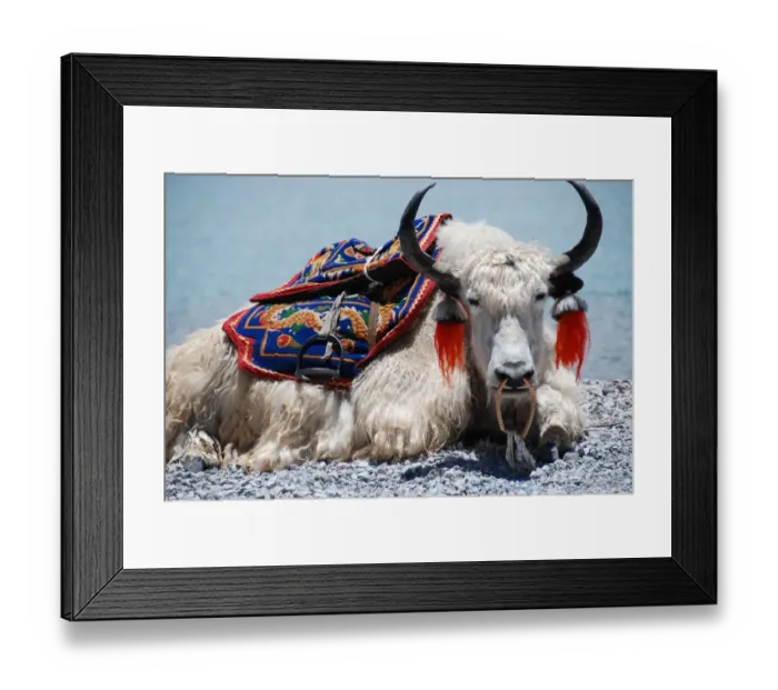 Framed Print : White Yak sitting at Yamdrok lake in Tibet Framed Print : White Yak sitting at Yamdrok lake in Tibet