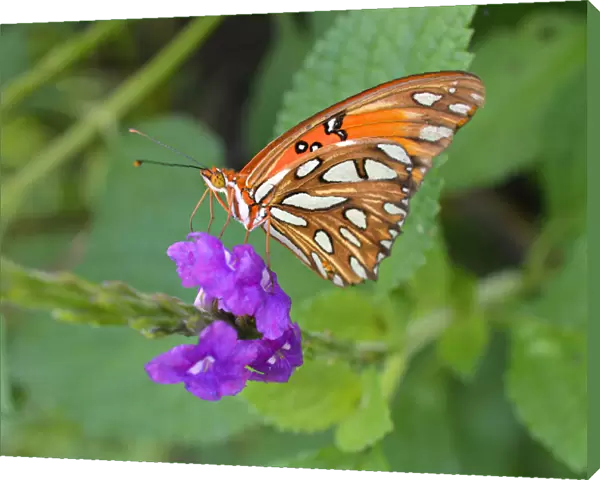 Macro. Orange butterfly on a purple flower