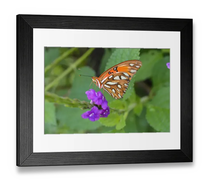 Framed Print : Macro. Orange butterfly on a purple flower Framed Print : Macro. Orange butterfly on a purple flower