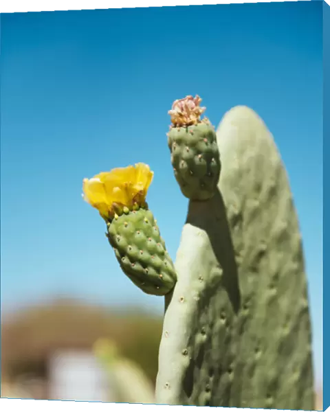 Cactus with flower and blue sky
