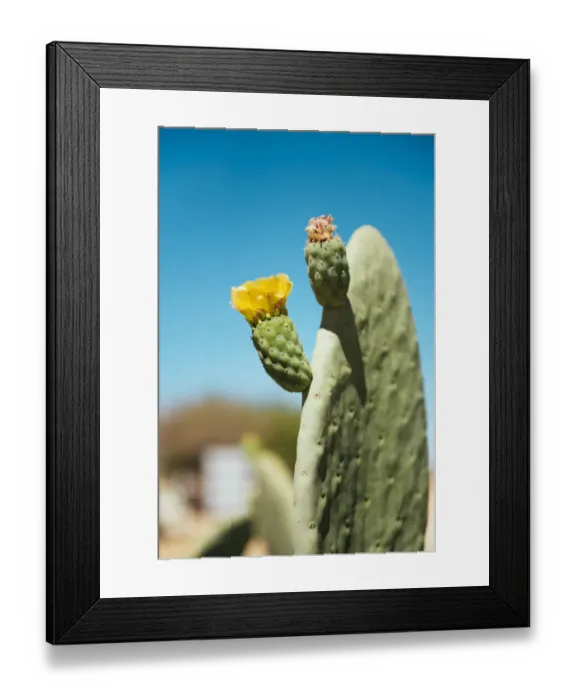 Framed Print : Cactus with flower and blue sky Framed Print : Cactus with flower and blue sky