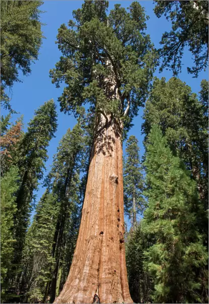 General Sherman Tree dominating the Giant Forest in Sequoia National Park, California