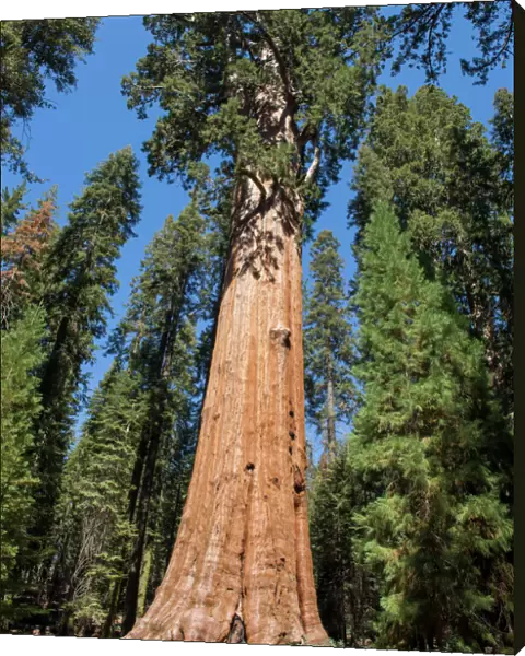 General Sherman Tree dominating the Giant Forest in Sequoia National Park, California