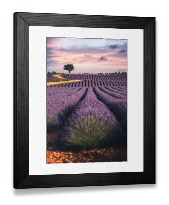 Framed Print : Lavender fields in Provence, France. Lonely tree, purple sunset Framed Print : Lavender fields in Provence, France. Lonely tree, purple sunset