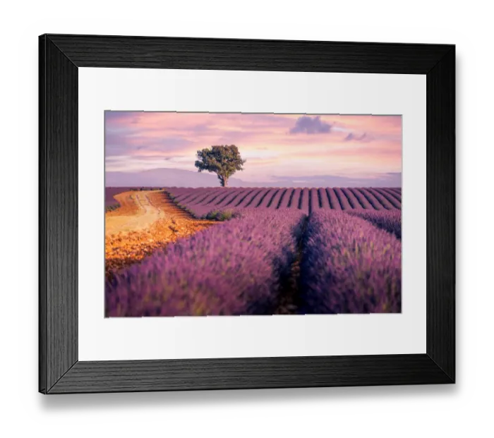 Framed Print : Lavender fields in Provence, France. Lonely tree, purple sunset