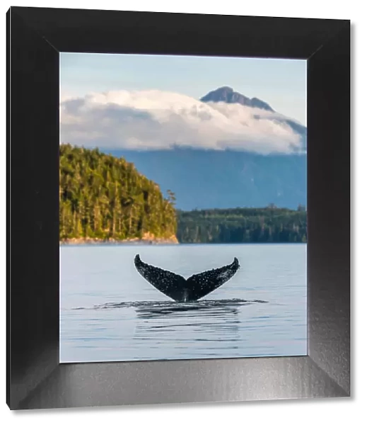 Humpback Whale Tail on the British Columbia coastline, Canada. Vancouver Island