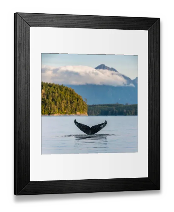 Framed Print : Humpback Whale Tail on the British Columbia coastline, Canada. Vancouver Island Framed Print : Humpback Whale Tail on the British Columbia coastline, Canada. Vancouver Island