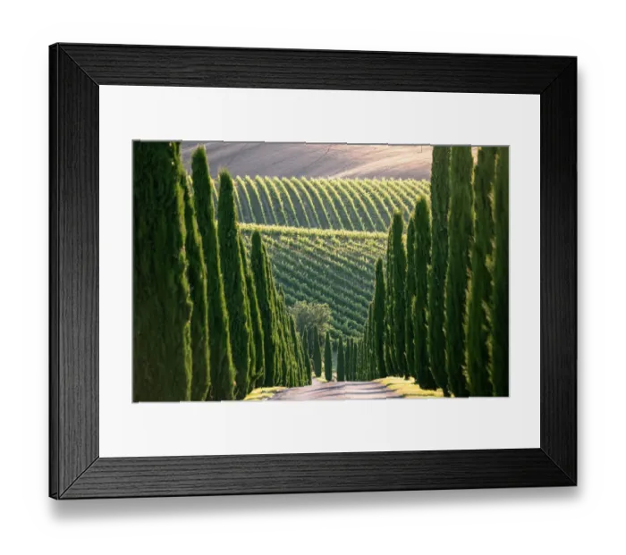 Framed Print : Cypress trees and vineyards in Marche Region, Italy Framed Print : Cypress trees and vineyards in Marche Region, Italy