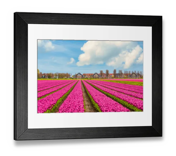 Framed Print : Tulips, windmills and flowers in springtime, northern Amsterdam, Netherlands Framed Print : Tulips, windmills and flowers in springtime, northern Amsterdam, Netherlands