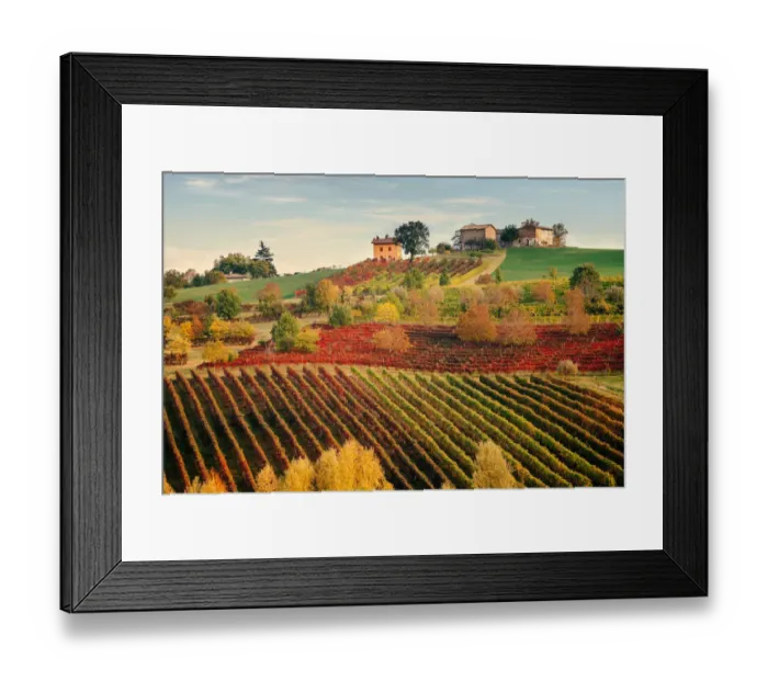 Framed Print : Castelvetro, Modena. Vineyards in autumn Framed Print : Castelvetro, Modena. Vineyards in autumn