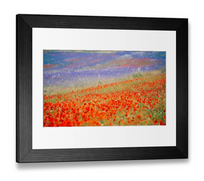 Framed Print : Castelluccio di Norcia, fields in full bloom, flowering in Umbria, Italy Framed Print : Castelluccio di Norcia, fields in full bloom, flowering in Umbria, Italy