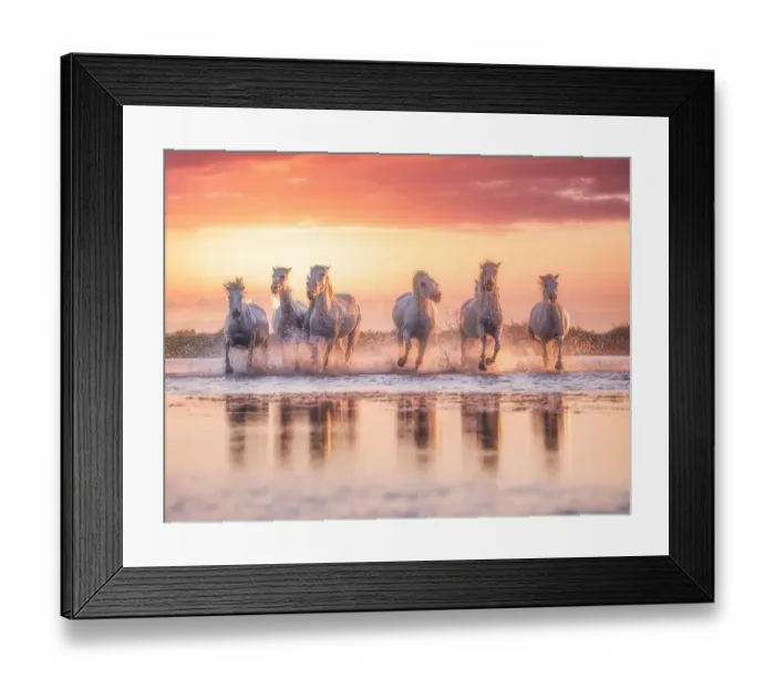 Framed Print : Wild White Horses of Camargue running in water during idyllic sunset Framed Print : Wild White Horses of Camargue running in water during idyllic sunset