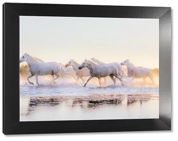 Wild White Horses of Camargue running in water at sunset