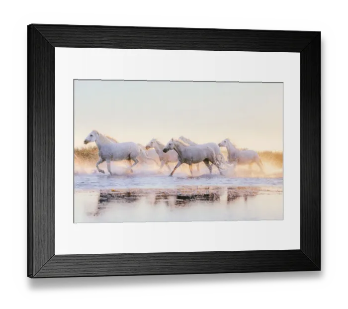 Framed Print : Wild White Horses of Camargue running in water at sunset Framed Print : Wild White Horses of Camargue running in water at sunset