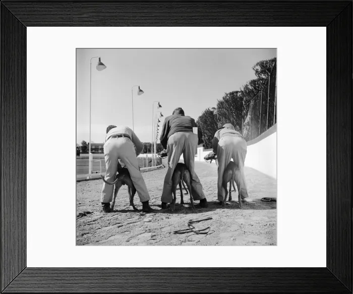 Framed Print : Greyhound Training Framed Print : Greyhound Training